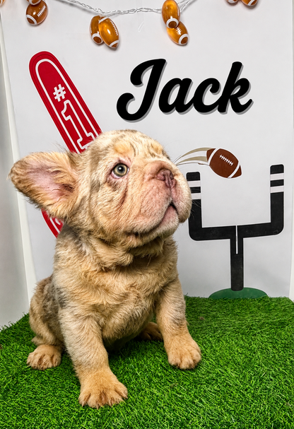 Jack