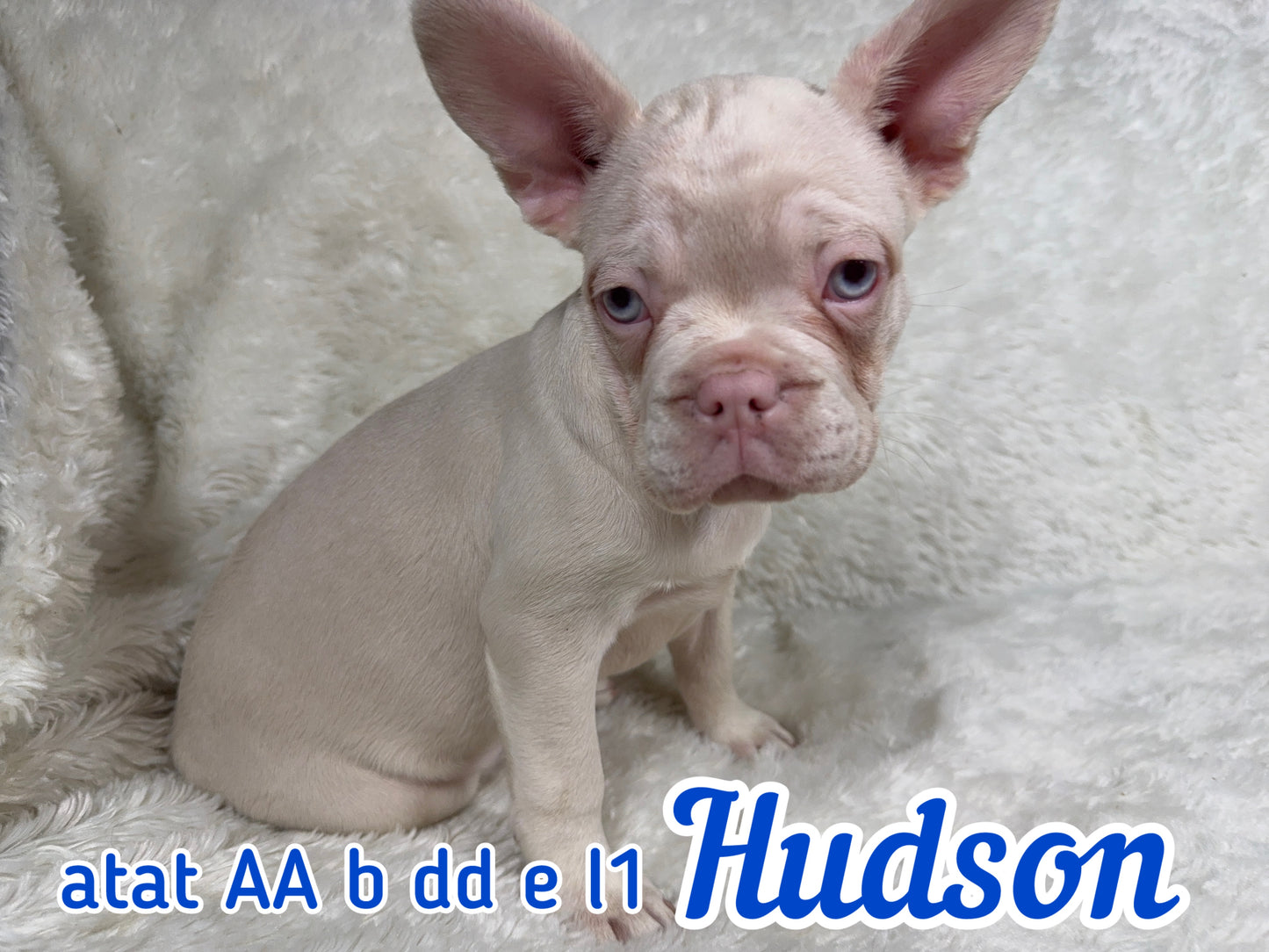 Hudson - Male Full Pink