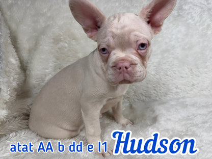 Hudson - Male Full Pink