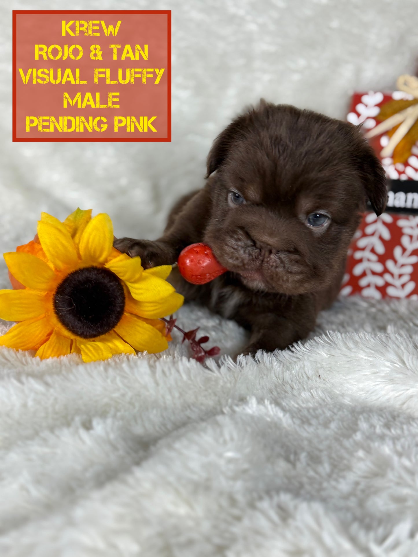 Krew - Rojo & Tan Fluffy Big Rope Pending Pink