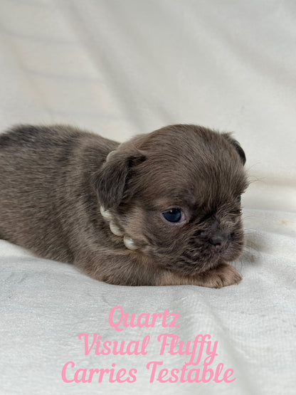 Quartz - Blue Fawn Fluffy Female