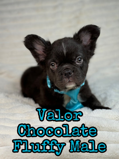 Valor - Male Chocolate Fluffy