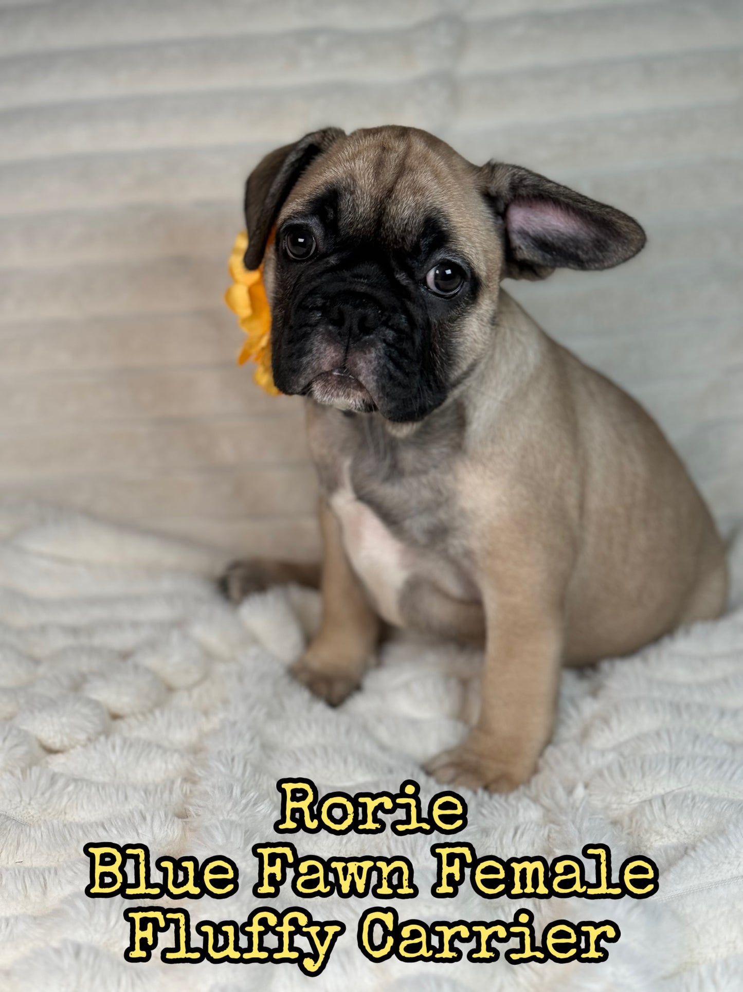 Rorie - Female Fawn - Reserved