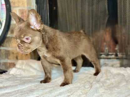 Zoey - Female New Shade Rojo & Tan Visual Fluffy - RESERVED