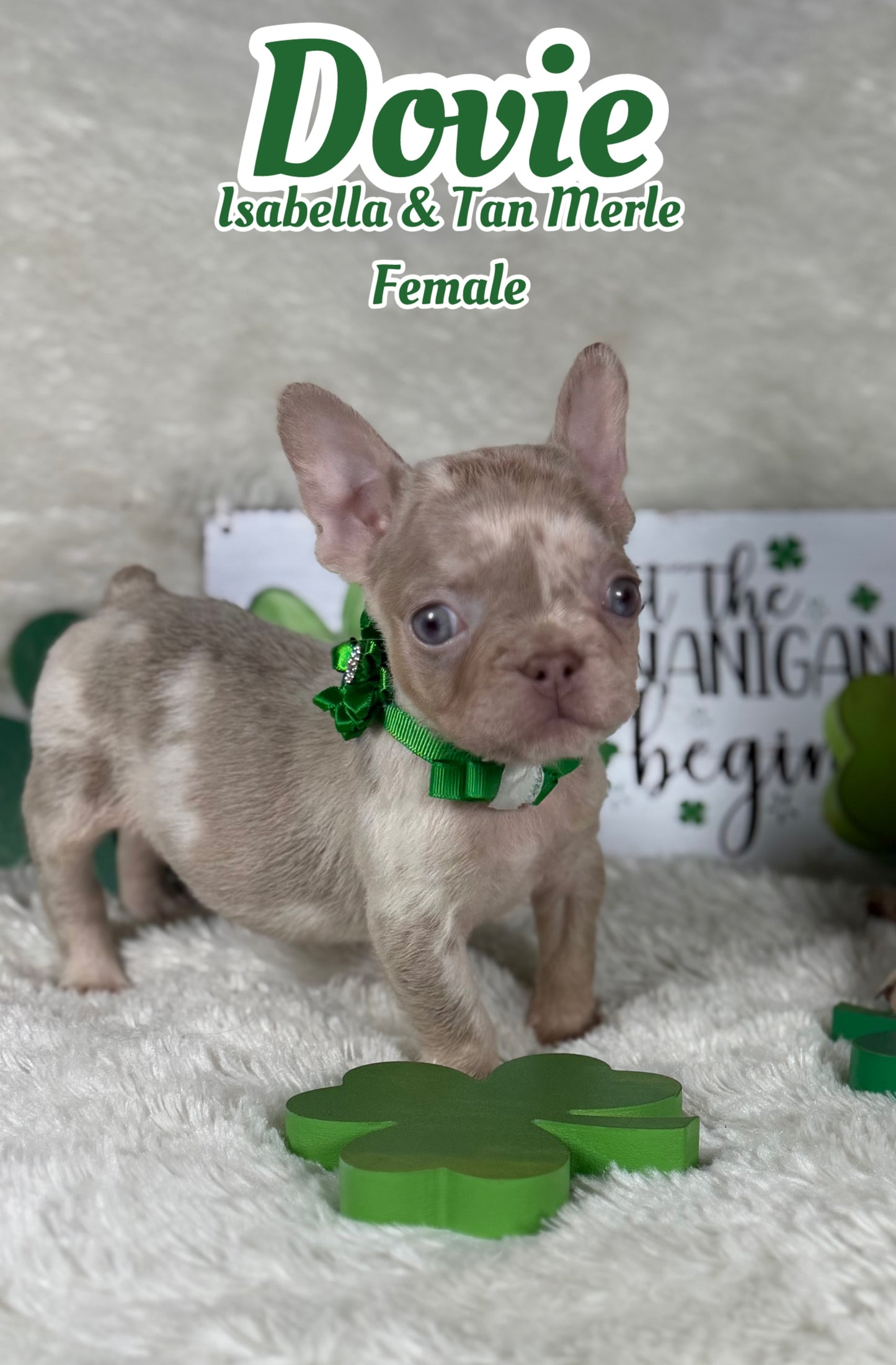 Dovie - Isabella & Tan Merle