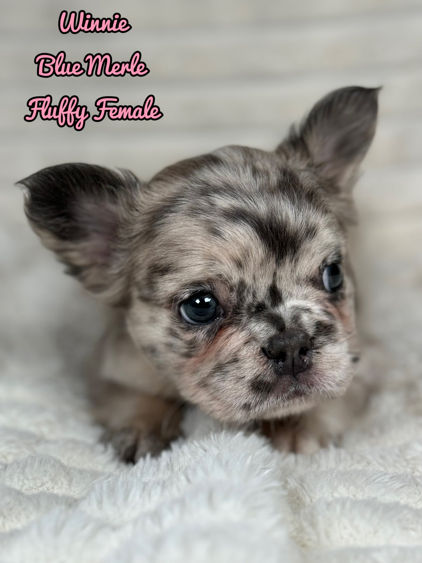 Winnie - Female Blue Merle Fluffy