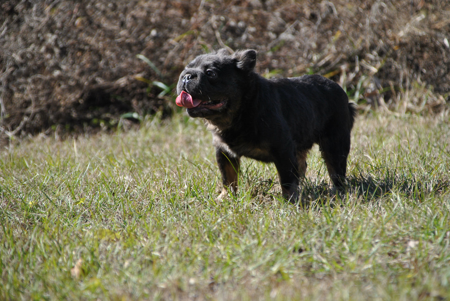 Bookie - Micro Blue & Tan Visual Fluffy Big Rope Carries Pink 12 Pounds EARLY INTRO $875
