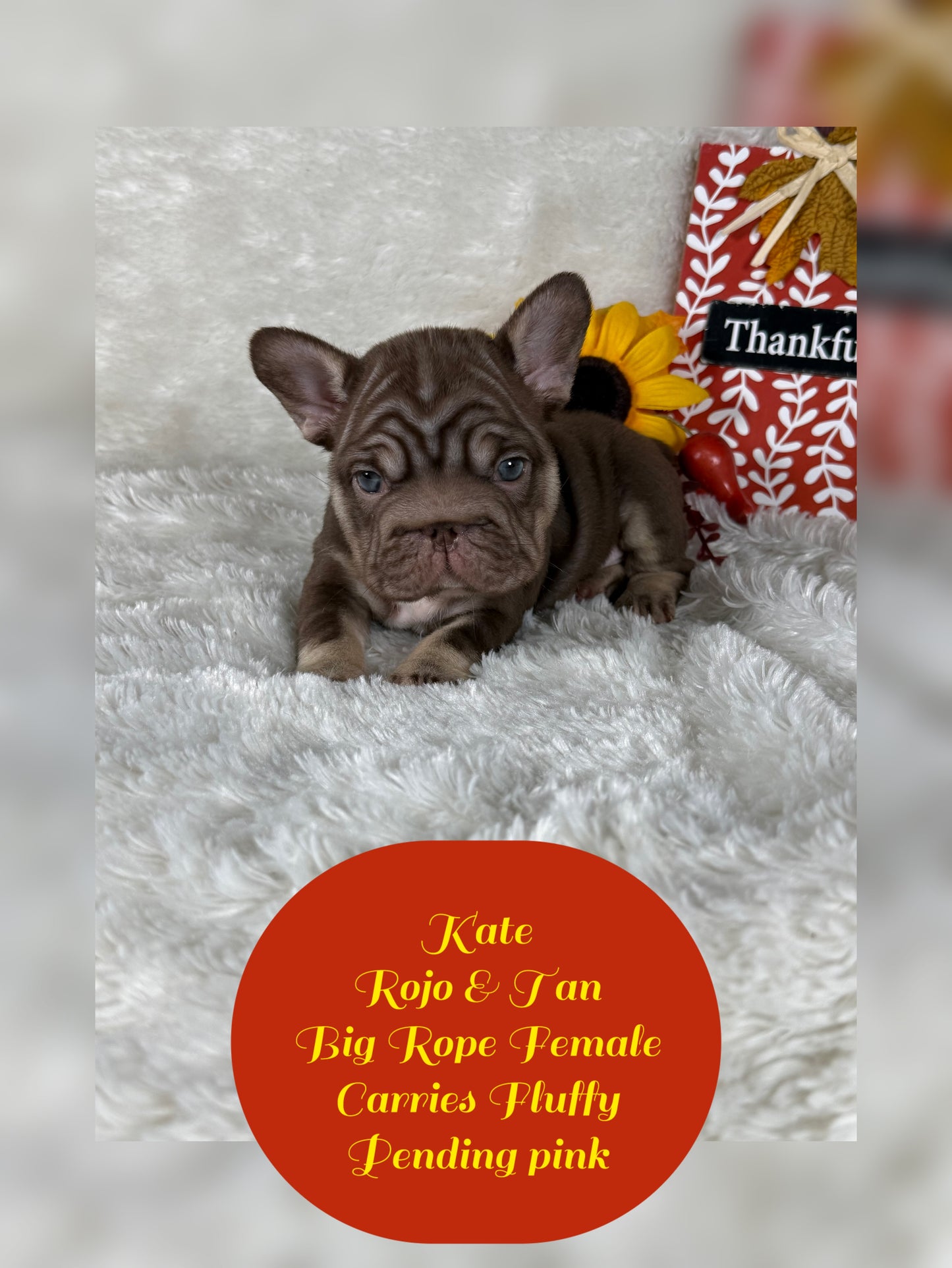 Kate - Rojo & Tan Big Rope Carries Fluffy Pending PINK