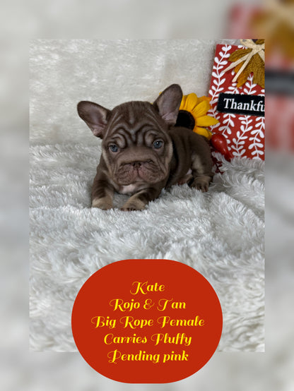 Kate - Rojo & Tan Big Rope Carries Fluffy Pending PINK