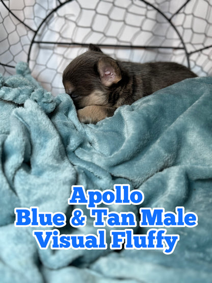 Apollo - Male Blue & Tan Visual Fluffy