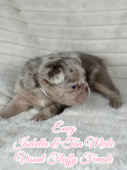 Envy - Female Isebella & Tan Merle Visual Fluffy