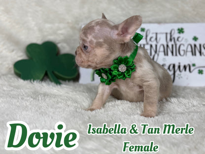 Dovie - Isabella & Tan Merle