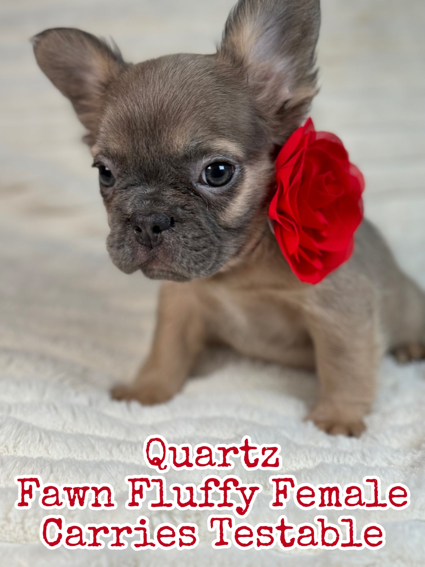 Quartz - Blue Fawn Fluffy Female