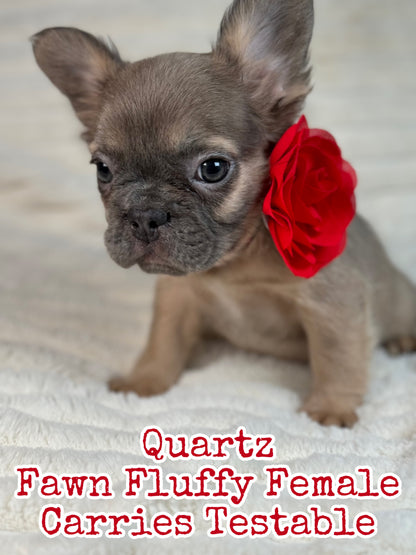 Quartz - Blue Fawn Fluffy Female