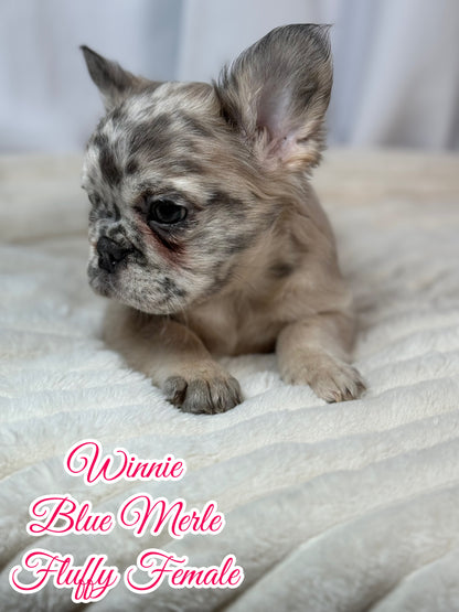 Winnie - Female Blue Merle Fluffy