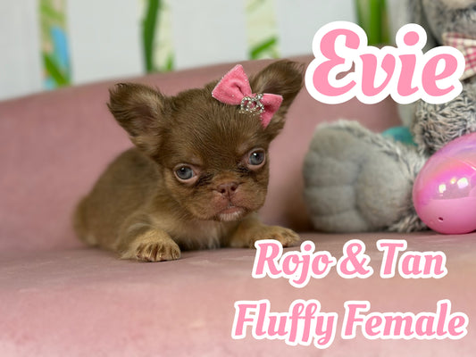 Evie - Rojo & Tan Fluffy - RESERVED