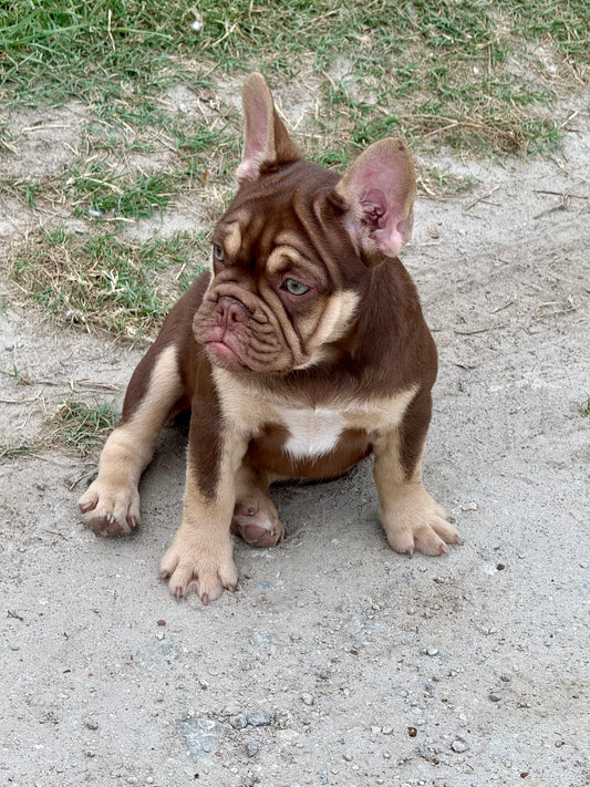 Emmie - Female Rojo & Tan Fluffy Carrier