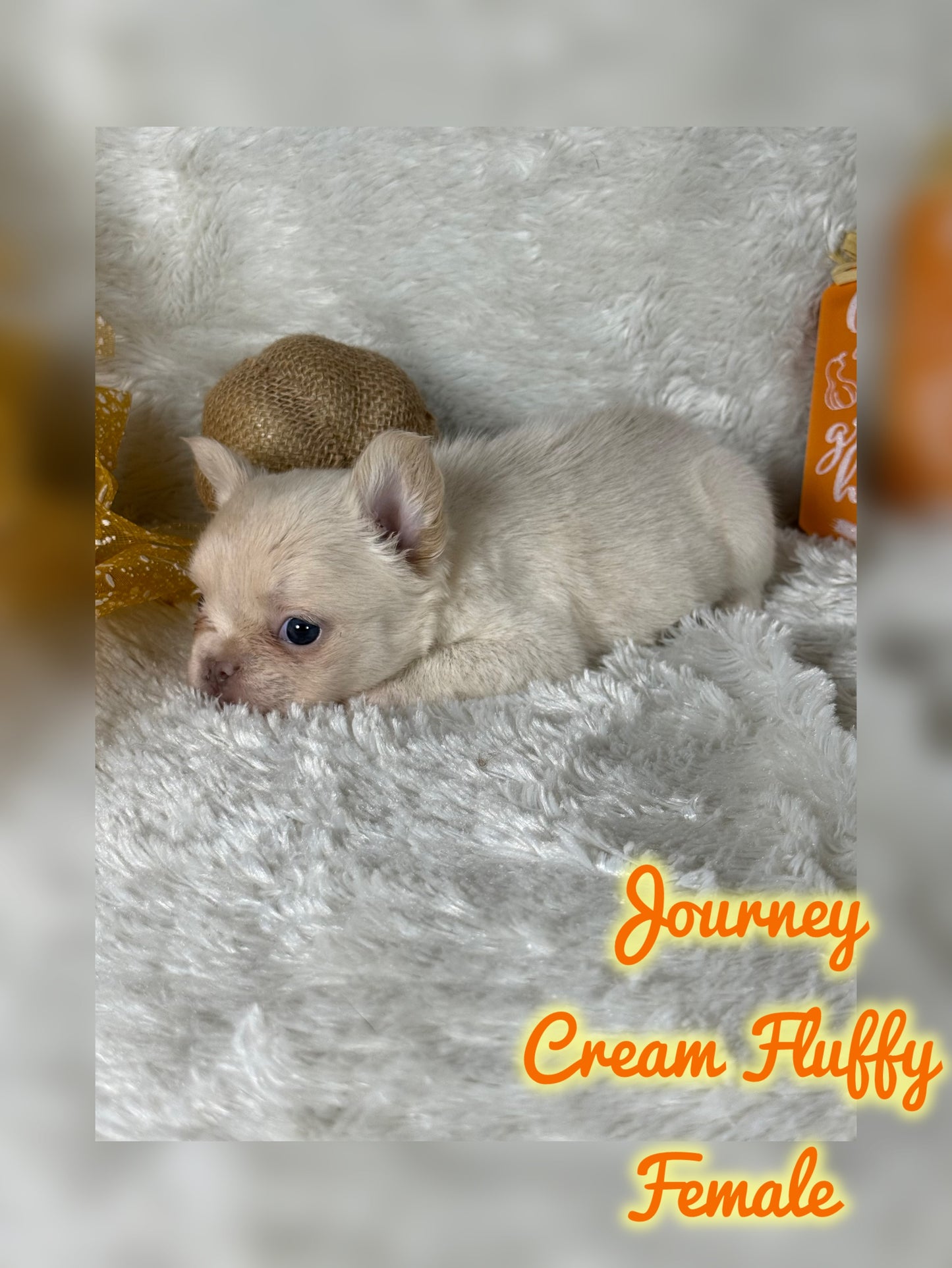 Journey - Cream Fluffy -Reserved