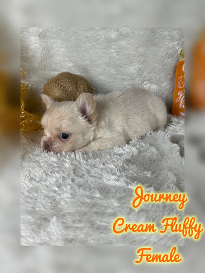 Journey - Cream Fluffy -Reserved