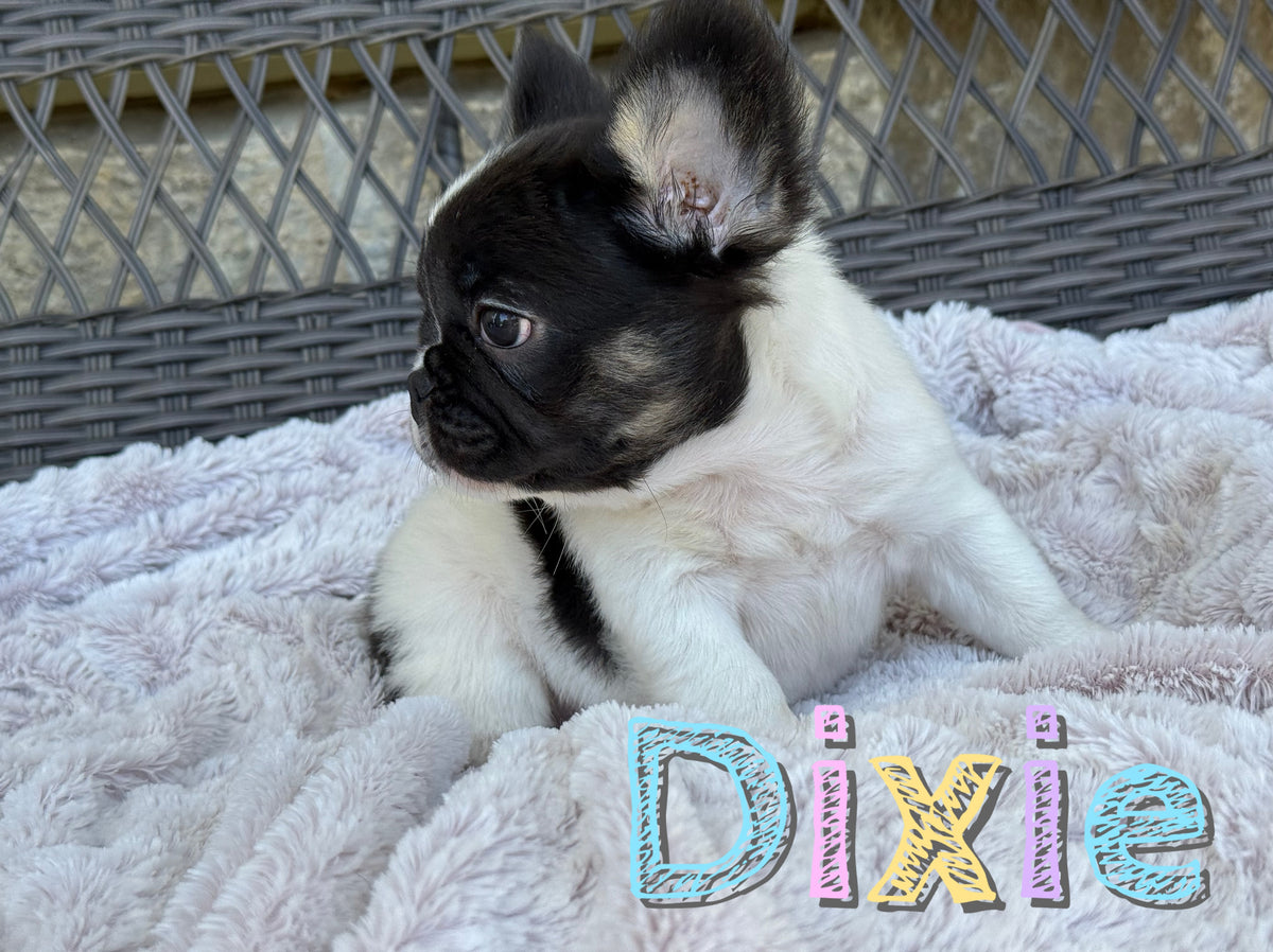 Dixie