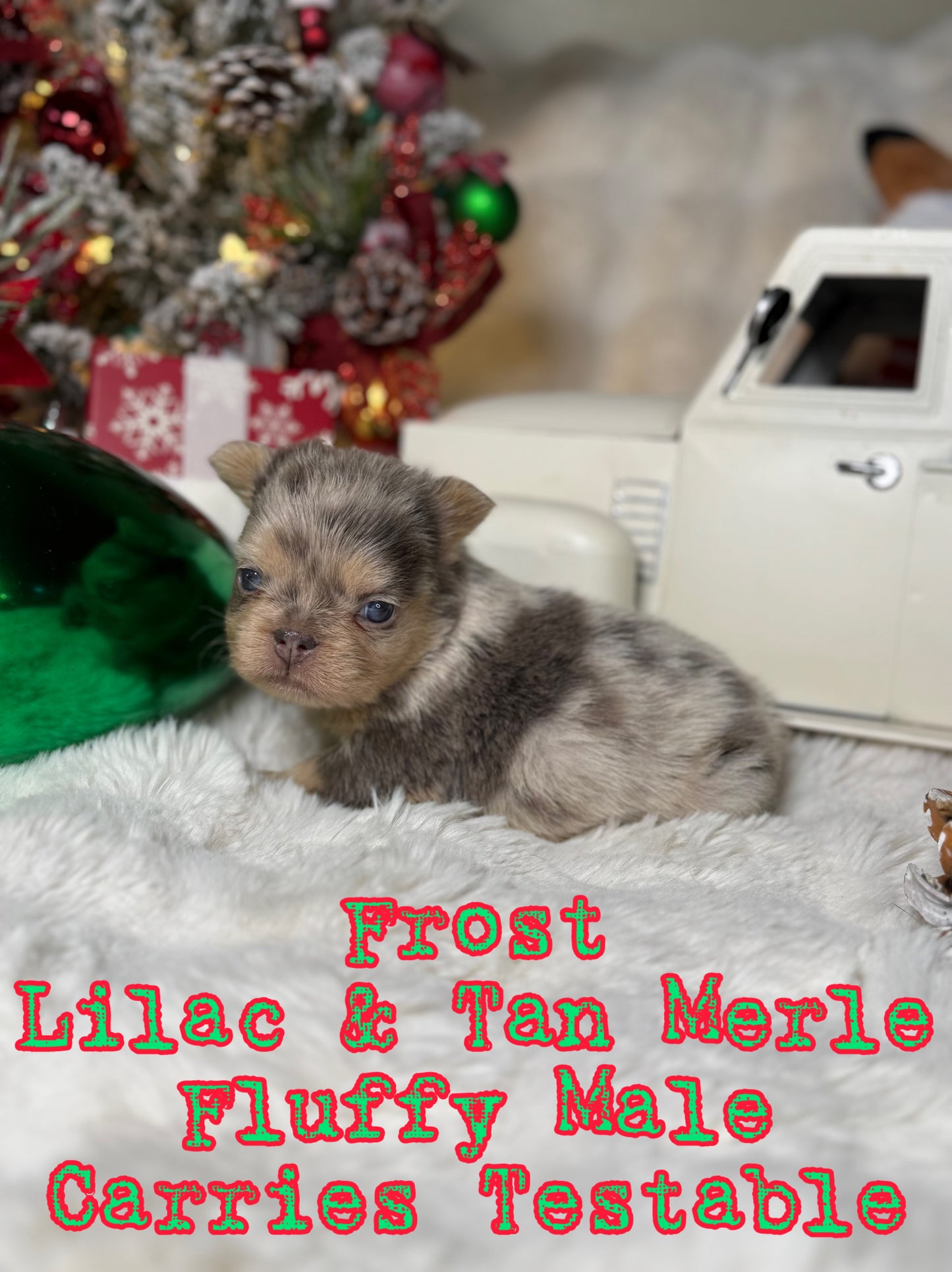 Frost - Male Lilac & Tan Merle