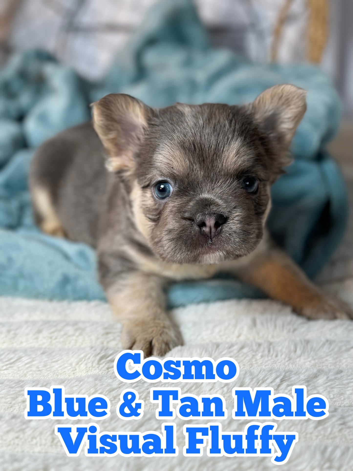 Cosmo - Male Blue & Tan Visual Fluffy - Reserved