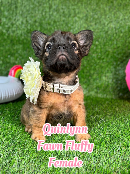 Quinlynn - Fawn Fluffy Female