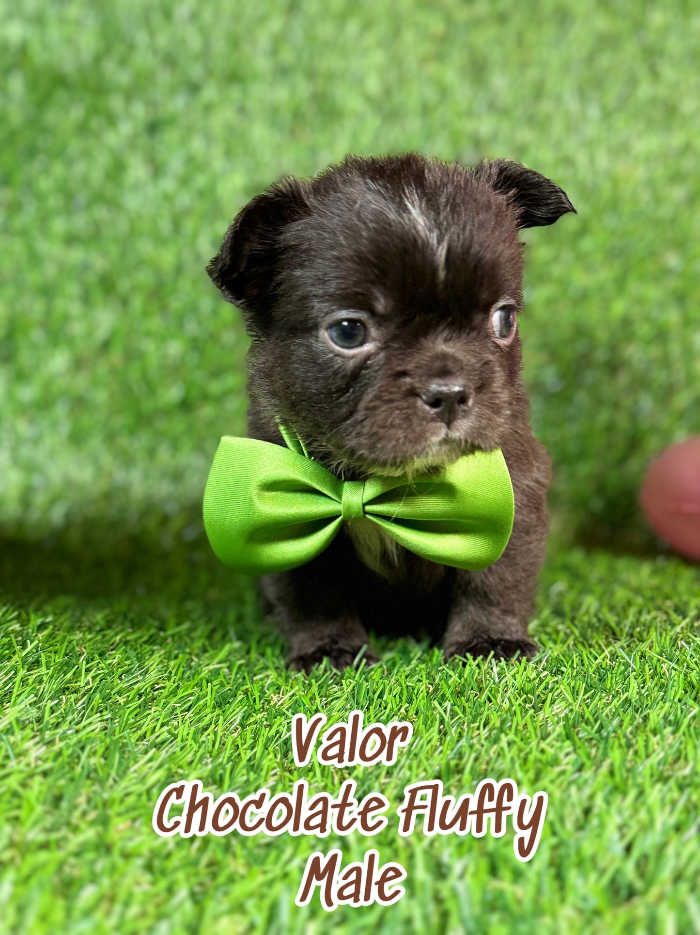 Valor - Male Chocolate Fluffy