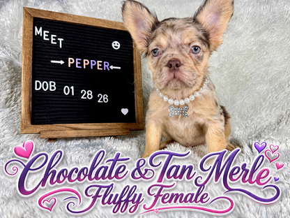Pepper - Chocolate Merle Fluffy - RESERVED