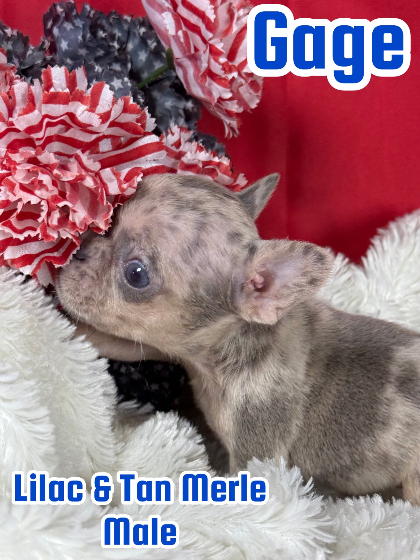Gage - Male Lilac & Tan Merle