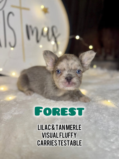 Forest - Male Lilac Merle Visual Fluffy Carries Testable