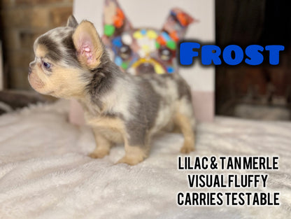 Frost - Male Lilac & Tan Merle