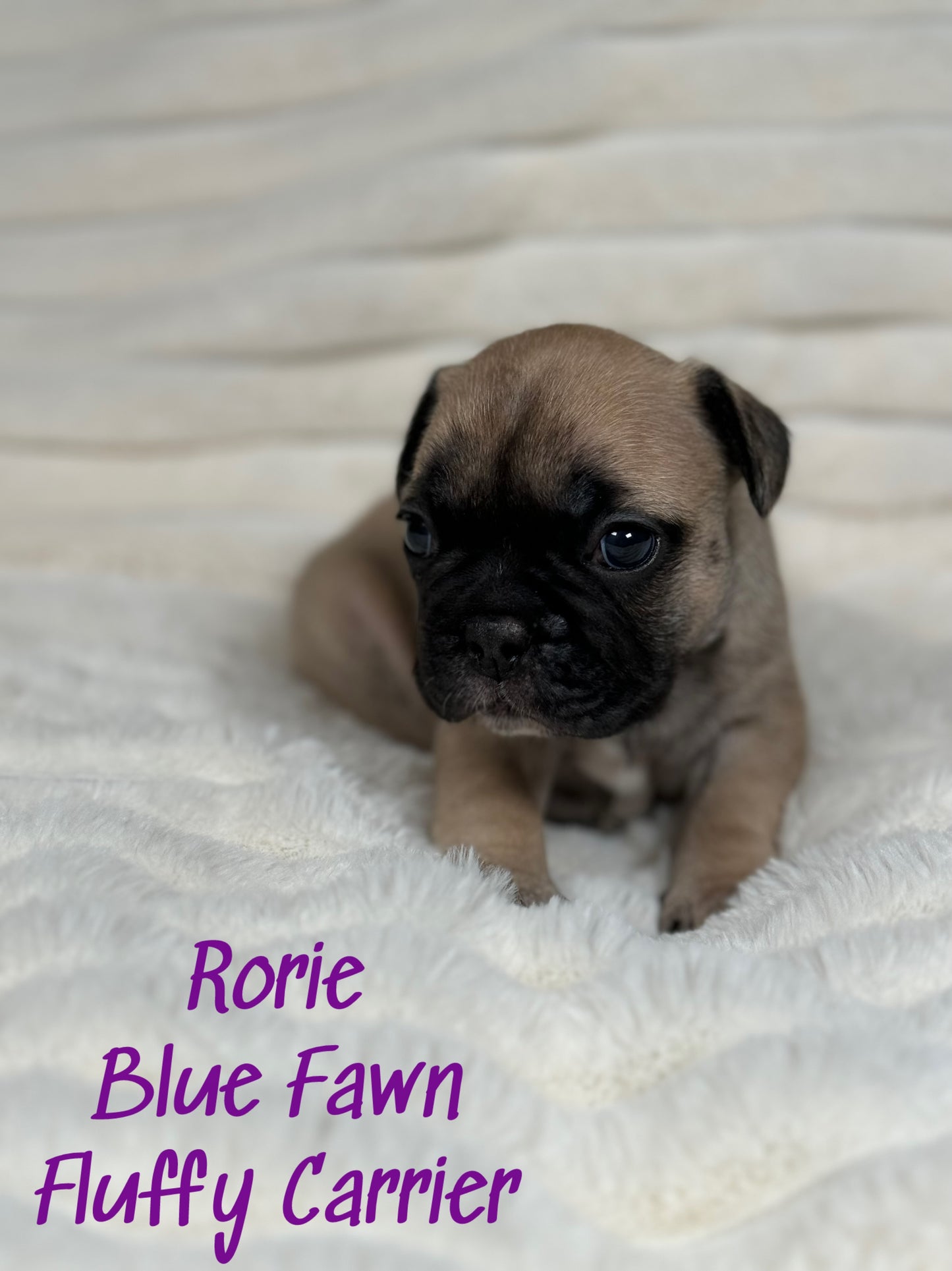 Rorie - Female Fawn - Reserved