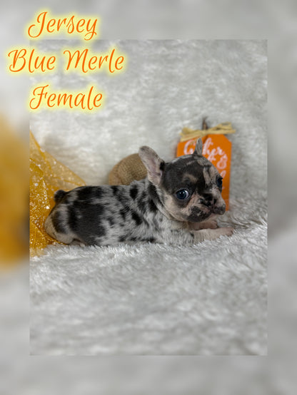 Jersey - Blue Merle