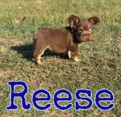 Reese