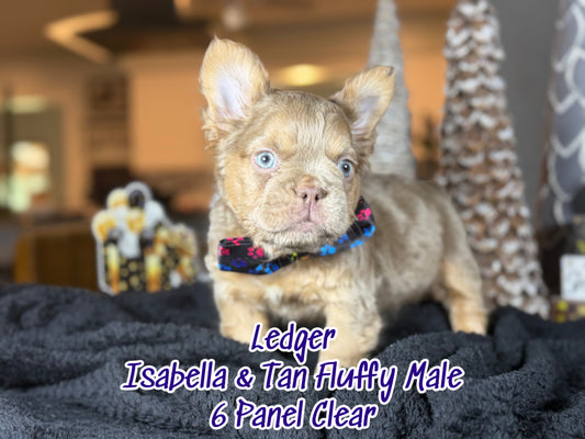 Ledger - Isabella & Tan Fluffy - Reserved