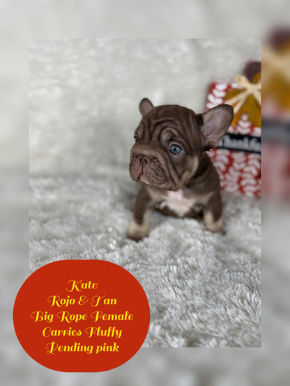 Kate - Rojo & Tan Big Rope Carries Fluffy Pending PINK