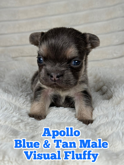 Apollo - Male Blue & Tan Visual Fluffy