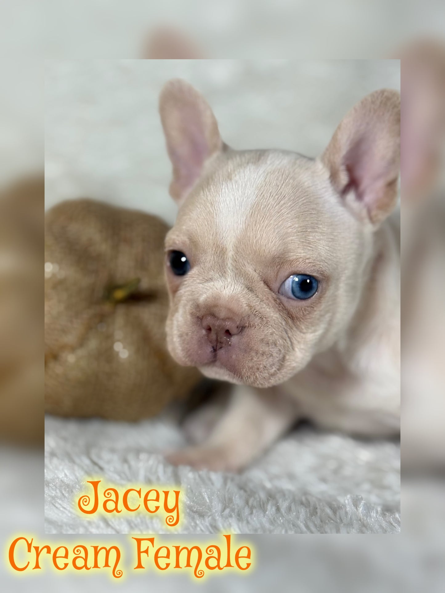 Jacey - Cream 1 BLUE eye