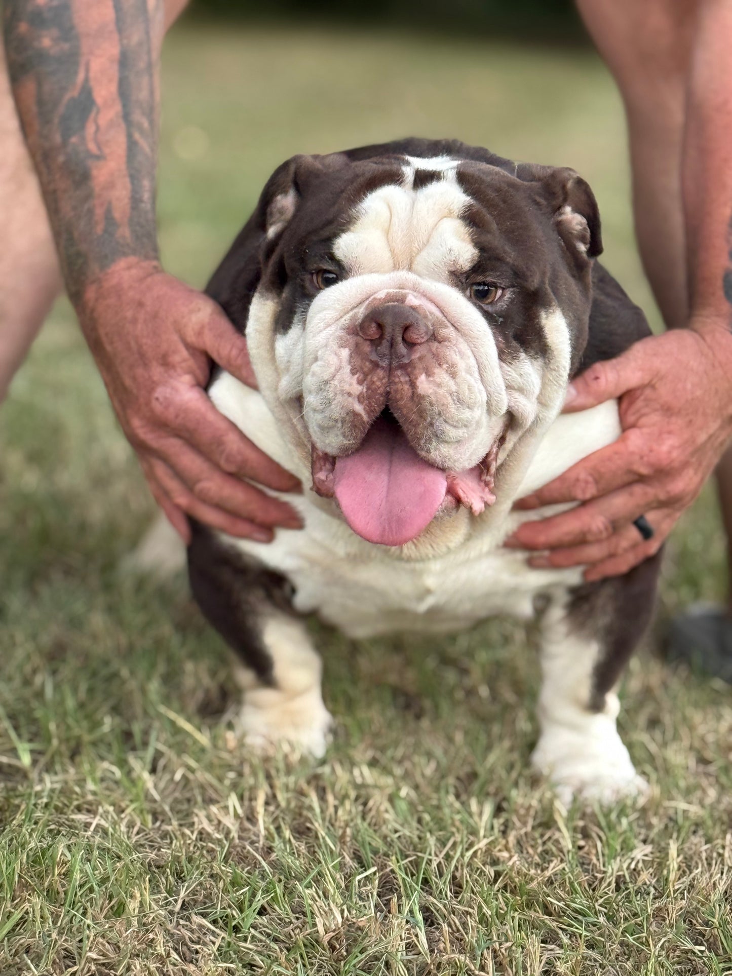 El Chapo - Chocolate Tri (English Bulldog)