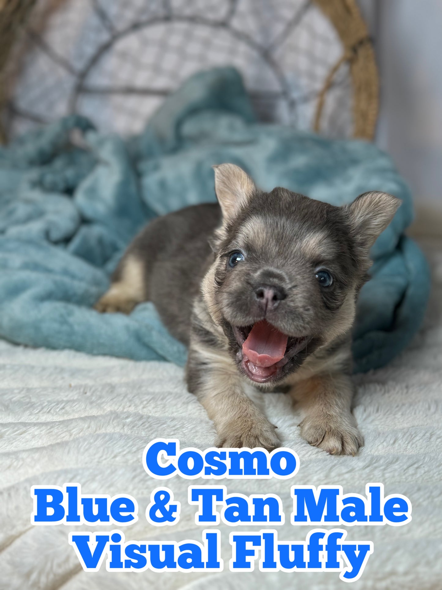 Cosmo - Male Blue & Tan Visual Fluffy - Reserved