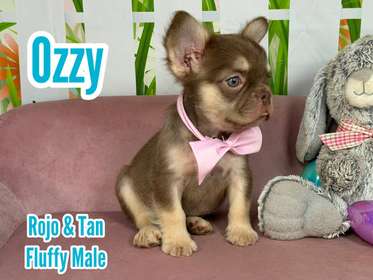 Ozzy - Rojo & Tan Fluffy