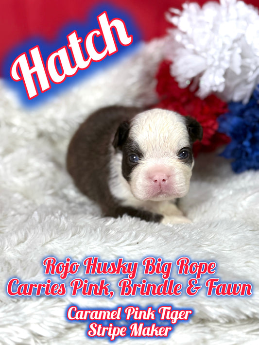 Hatch - Rojo Husky Big Rope Fluffy