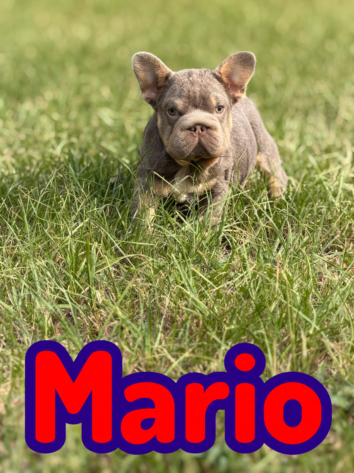 Mario