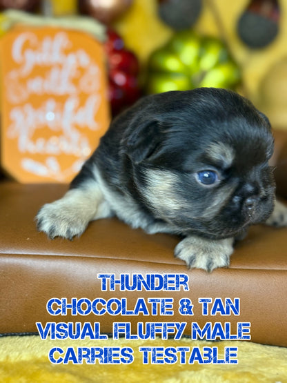 Thunder - Male Chocolate & Tan