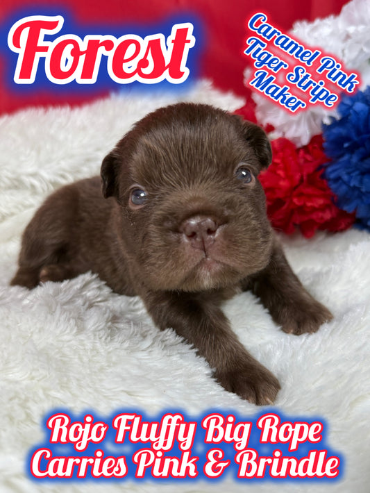 Forest - Male Rojo Fluffy Big Rope