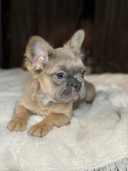 Quartz - Blue Fawn Fluffy Female