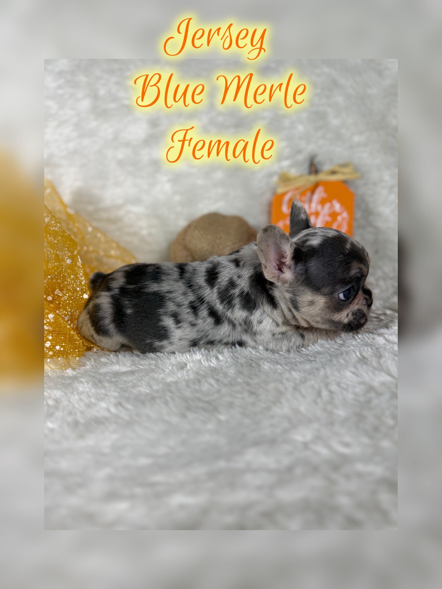 Jersey - Blue Merle