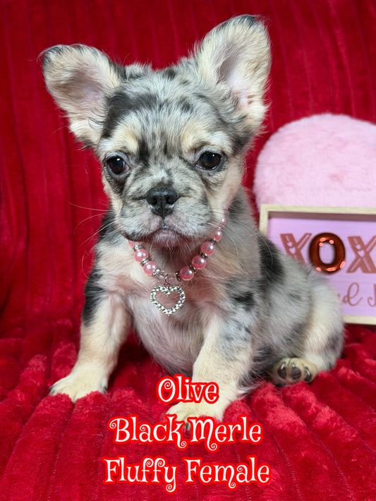 Olive - Black Merle Visual Fluffy