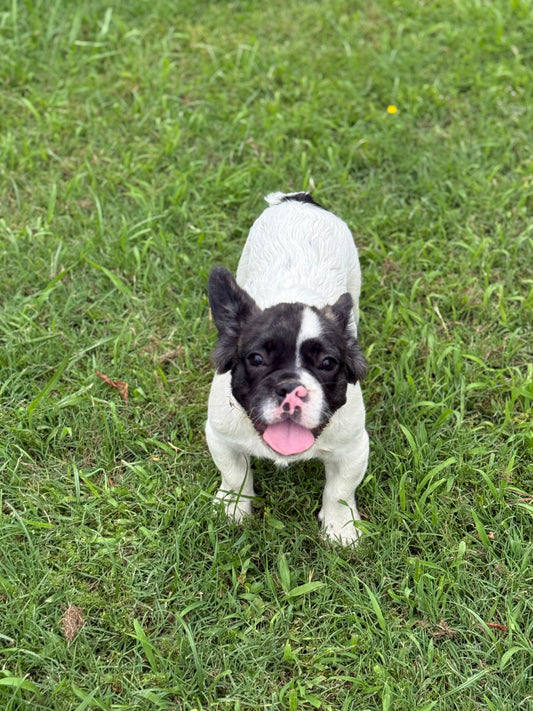 Carson - Fluffy Black Pied Male
